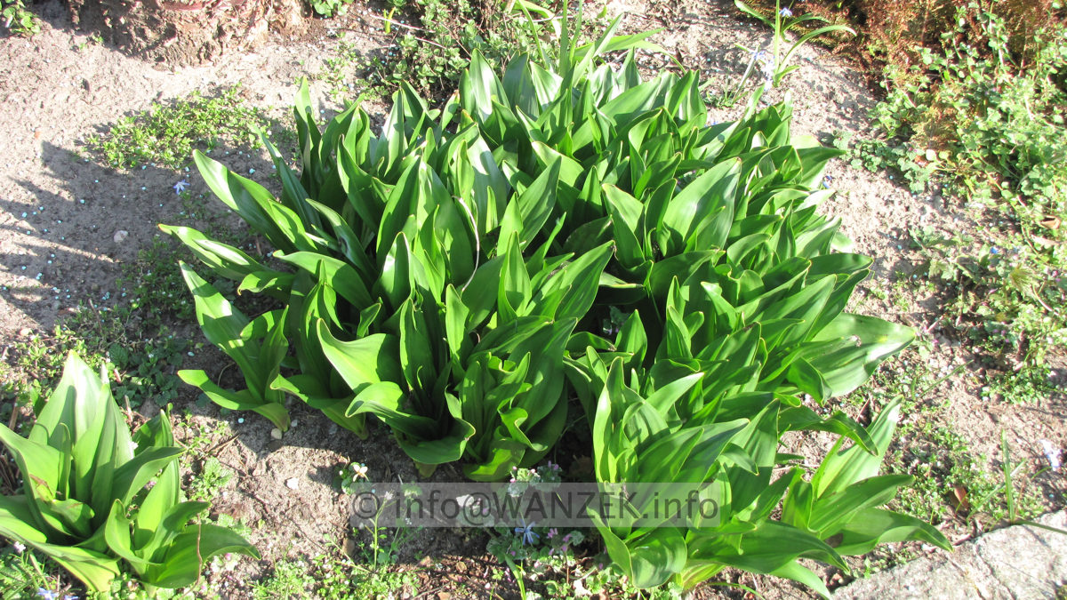 Colchicum autumnale - im Austrieb.JPG